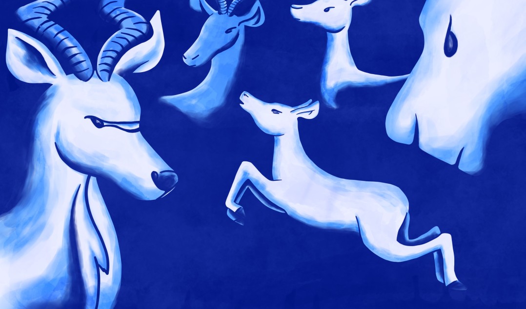 Attraction-repulsion inference in camera traps